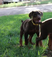 Belle, a female Doberman Pinscher for sale in Dumas, TX – 2 of 6