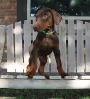 Bandit, a male Doberman Pinscher for sale in Dumas, TX – 4 of 7