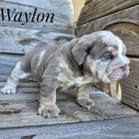 Waylon, a male English Bulldog for sale in Dumas, TX – 2 of 9