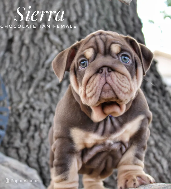 Sierra – English Bulldog puppy for sale in Dumas, TX
