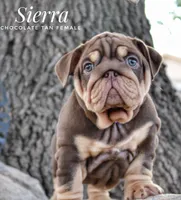 Sierra, a female English Bulldog for sale in Dumas, TX – 1 of 10