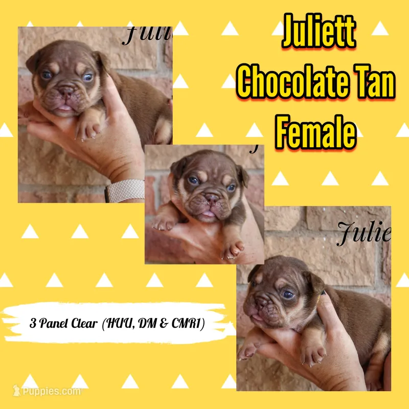 Juliett – English Bulldog puppy for sale in Dumas, TX
