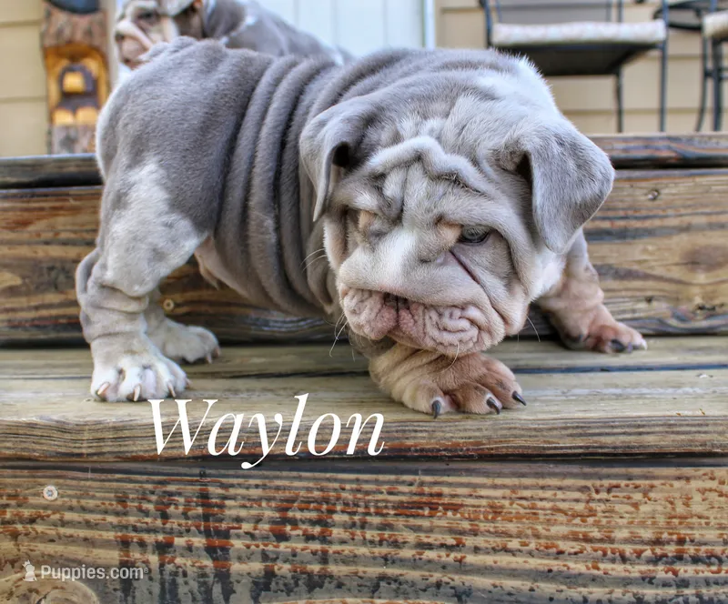 Waylon – English Bulldog puppy for sale in Dumas, TX