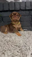 Sissy, a female English Bulldog for sale in Dumas, TX – 2 of 3