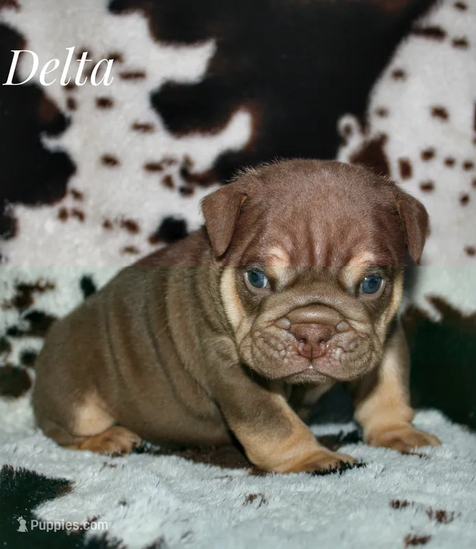 Delta – English Bulldog puppy for sale in Dumas, TX