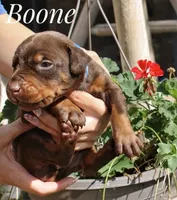 Boone, a male Doberman Pinscher for sale in Dumas, TX – 4 of 4