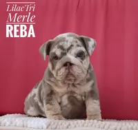Reba, a female English Bulldog for sale in Dumas, TX – 5 of 10