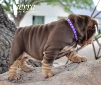 Sierra, a female English Bulldog for sale in Dumas, TX – 8 of 10