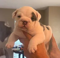 Tommy, a male English Bulldog for sale in Dumas, TX – 4 of 5
