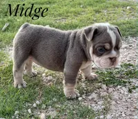 Midge, a female English Bulldog for sale in Dumas, TX – 3 of 4