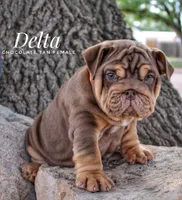 Delta, a female English Bulldog for sale in Dumas, TX – 6 of 7