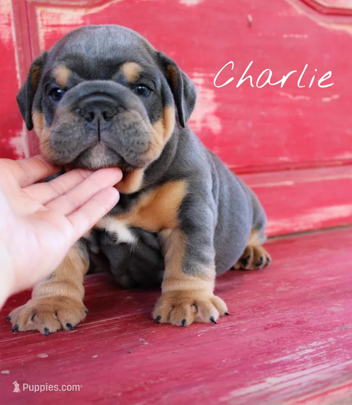 Charlie – English Bulldog puppy for sale in Dumas, TX