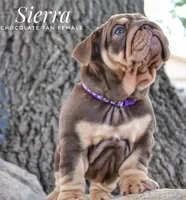 Sierra, a female English Bulldog for sale in Dumas, TX – 6 of 10