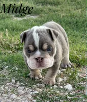 Midge, a female English Bulldog for sale in Dumas, TX – 2 of 4