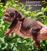 Hennessy, a male English Bulldog for sale in Dumas, TX – Photo 4 of 6