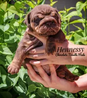 Hennessy, a male English Bulldog for sale in Dumas, TX – Photo 3 of 6