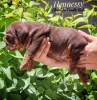 Hennessy, a male English Bulldog for sale in Dumas, TX – Photo 5 of 6