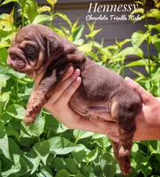 Hennessy, a male English Bulldog for sale in Dumas, TX – Photo 6 of 6