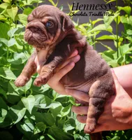 Hennessy, a male English Bulldog for sale in Dumas, TX – Photo 2 of 6