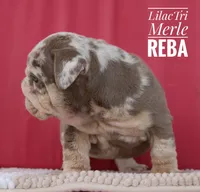 Reba, a female English Bulldog for sale in Dumas, TX – 2 of 10