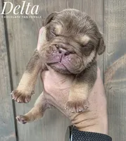 Delta, a female English Bulldog for sale in Dumas, TX – 1 of 2