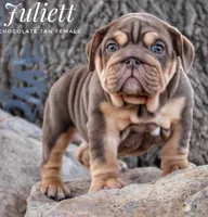 Juliett, a female English Bulldog for sale in Dumas, TX – 2 of 10