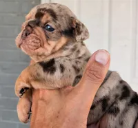 Stanley, a male English Bulldog for sale in Dumas, TX – 6 of 6