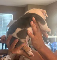 Tommy, a male English Bulldog for sale in Dumas, TX – 3 of 5