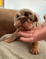 Stanley, a male English Bulldog for sale in Dumas, TX – 4 of 6