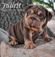 Juliett, a female English Bulldog for sale in Dumas, TX – 6 of 10