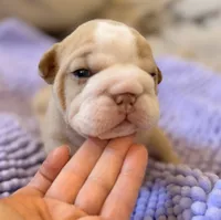 processed/dfda69ac-ebfa-4d1e-bcb9-372fe9a3f088/listing/6bd97491-d57e-4d48-9699-f7958e88e3cc/369ec90e-f2d2-4b9a-aae9-2557e6f8c6a0