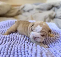 processed/dfda69ac-ebfa-4d1e-bcb9-372fe9a3f088/listing/6bd97491-d57e-4d48-9699-f7958e88e3cc/67eebb63-5c30-47a4-9d81-8fe0004a781c