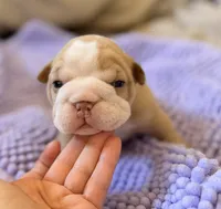 processed/dfda69ac-ebfa-4d1e-bcb9-372fe9a3f088/listing/6bd97491-d57e-4d48-9699-f7958e88e3cc/ef16e3ca-f3a7-4506-8c46-9e7e77de6dfb