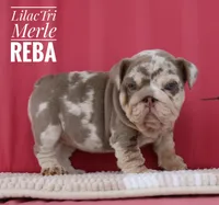 Reba, a female English Bulldog for sale in Dumas, TX – 4 of 10