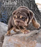 Juliett, a female English Bulldog for sale in Dumas, TX – 1 of 10