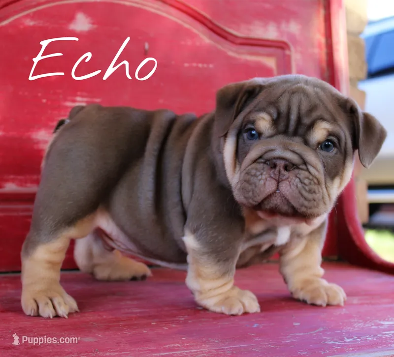 Echo – English Bulldog puppy for sale in Dumas, TX