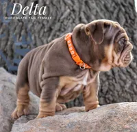 Delta, a female English Bulldog for sale in Dumas, TX – 7 of 7