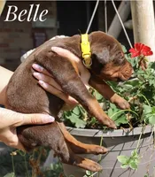 Belle, a female Doberman Pinscher for sale in Dumas, TX – 3 of 3