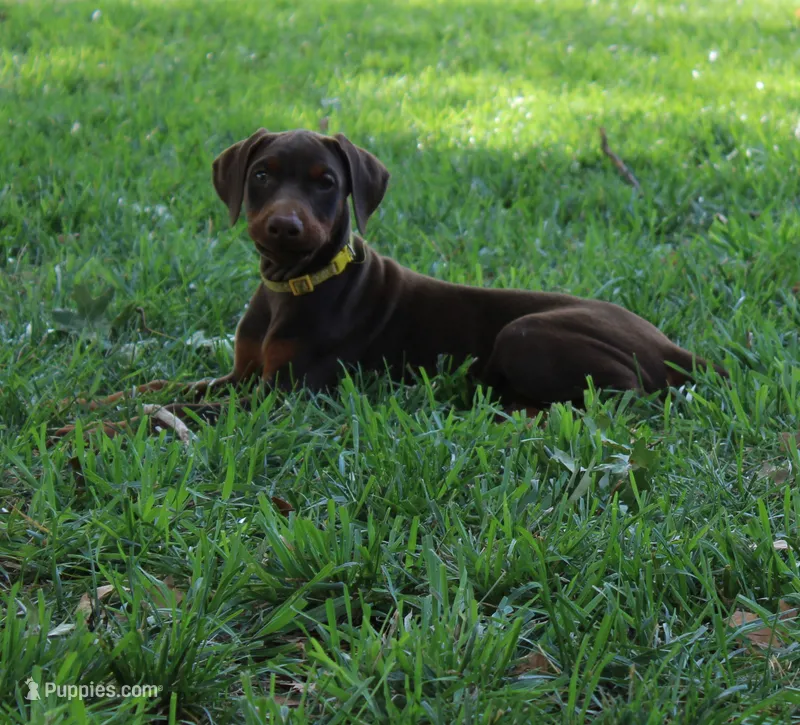 Belle – Doberman Pinscher puppy for sale in Dumas, TX