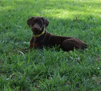 Belle, a female Doberman Pinscher for sale in Dumas, TX – 1 of 6