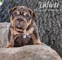Juliett, a female English Bulldog for sale in Dumas, TX – 4 of 10