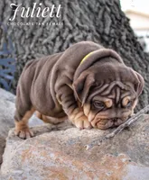 Juliett, a female English Bulldog for sale in Dumas, TX – 3 of 10