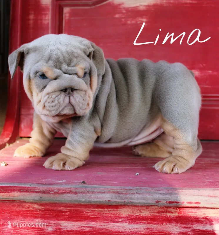 Lima – English Bulldog puppy for sale in Dumas, TX