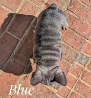 Blue Big Rope, a male French Bulldog for sale in Dumas, TX – Photo 5 of 5