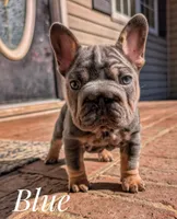 Blue Big Rope, a male French Bulldog for sale in Dumas, TX – Photo 2 of 5