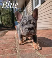 Blue Big Rope, a male French Bulldog for sale in Dumas, TX – Photo 4 of 5