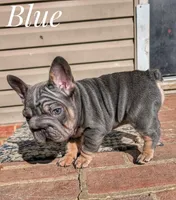 Blue Big Rope, a male French Bulldog for sale in Dumas, TX – Photo 3 of 5