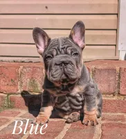 Blue Big Rope, a male French Bulldog for sale in Dumas, TX – Photo 1 of 5