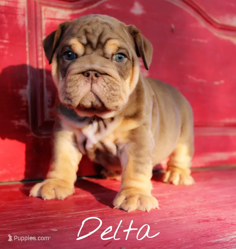 Delta – English Bulldog puppy for sale in Dumas, TX