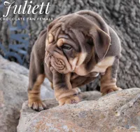Juliett, a female English Bulldog for sale in Dumas, TX – 5 of 10